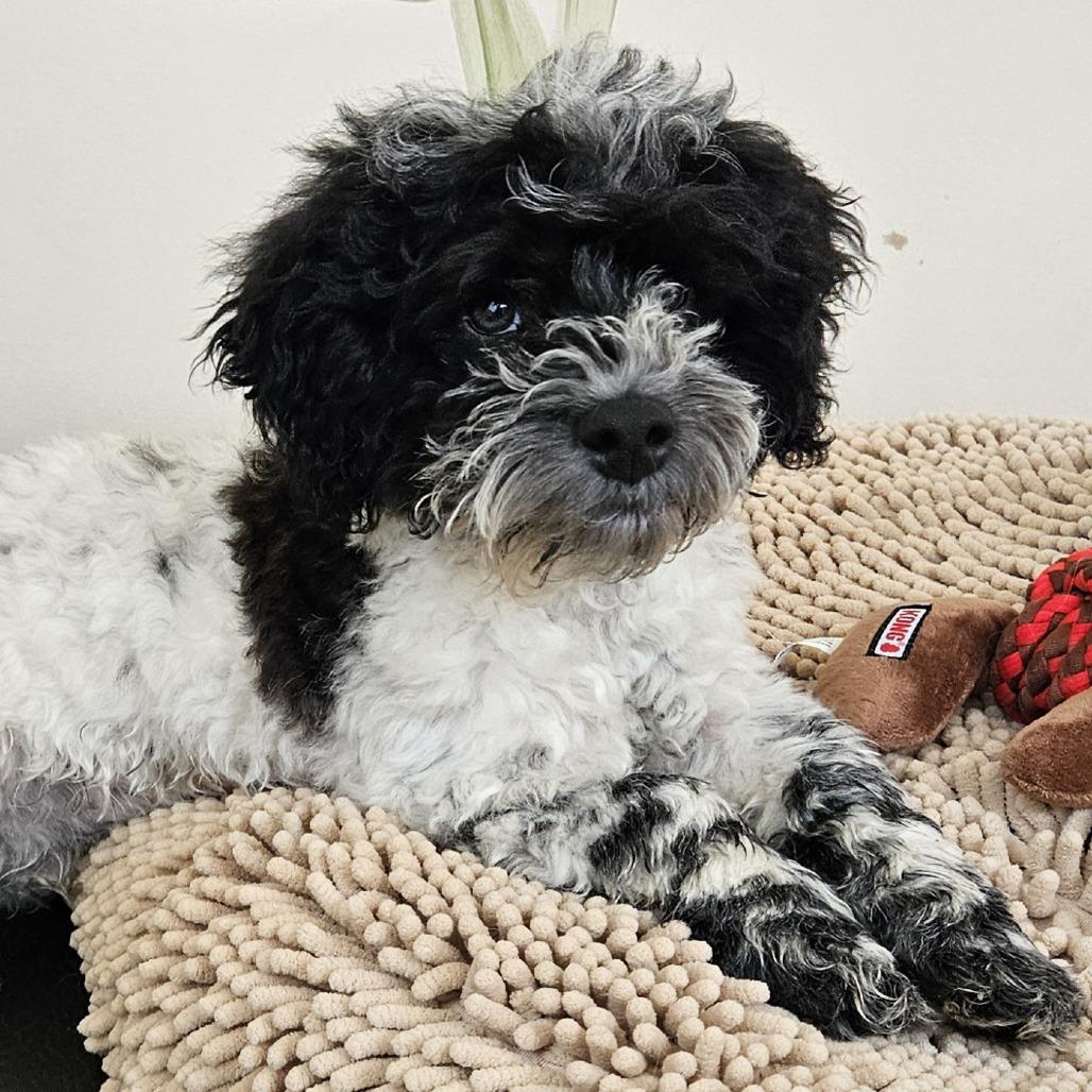 Beans, Adoptable, Puppy Male Havanese & Poodle.