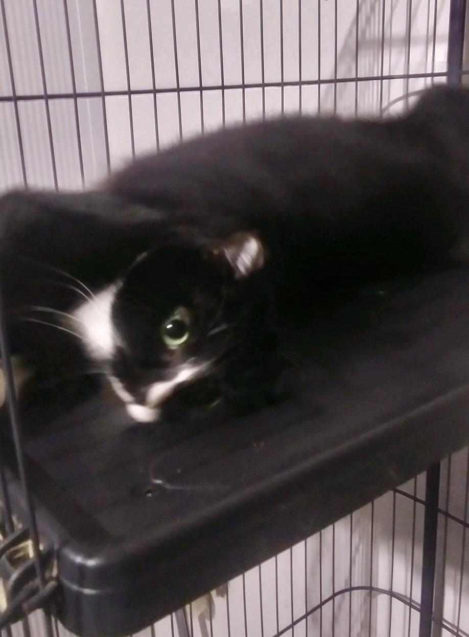 Moe - so sweet, a Adoptable Tuxedo in Bothell, WA image 2/6