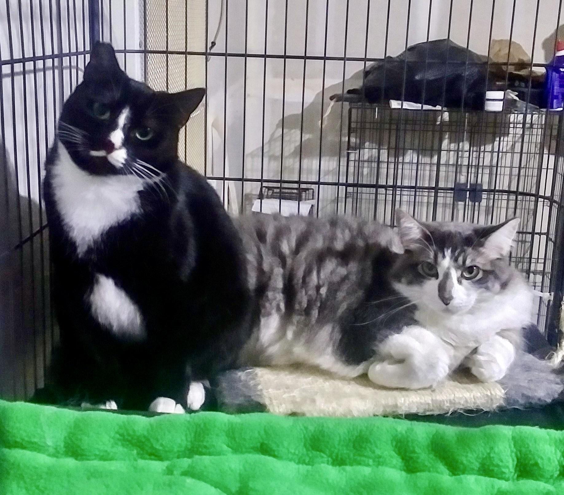 Moe - so sweet, a Adoptable Tuxedo in Bothell, WA image 3/6