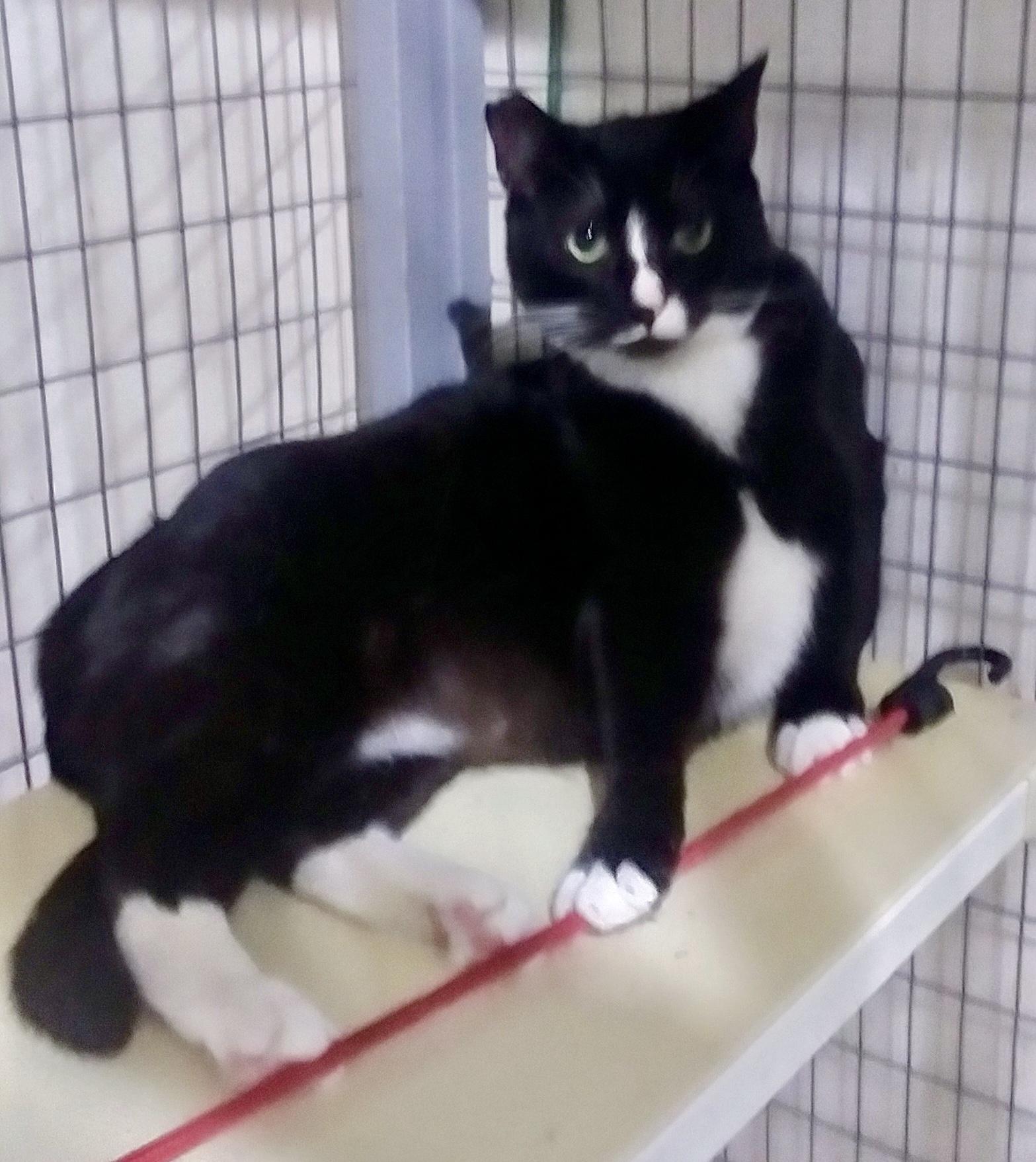 Moe - so sweet, a Adoptable Tuxedo in Bothell, WA image 6/6