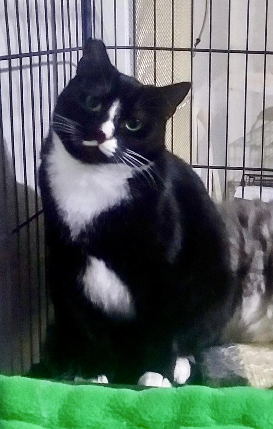 Moe - so sweet, a Adoptable Tuxedo in Bothell, WA image 1/6