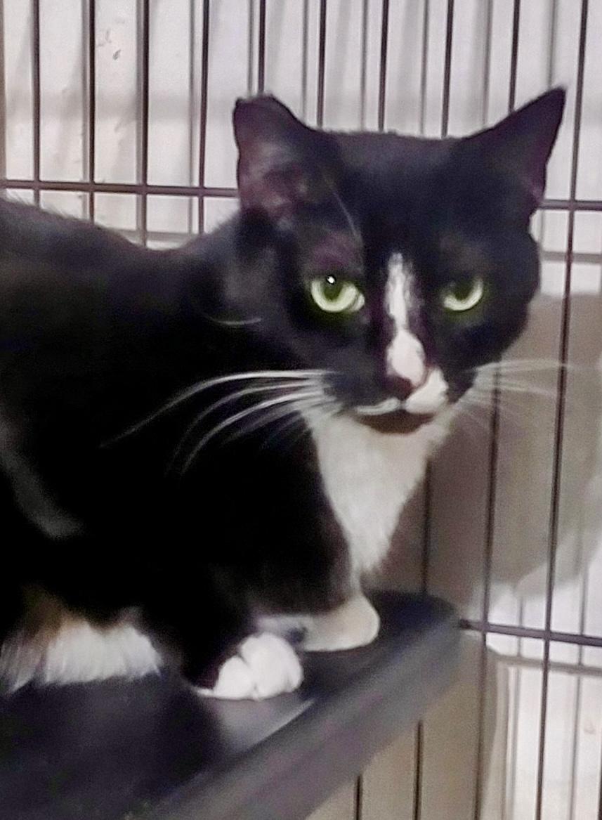 Moe - so sweet, a Adoptable Tuxedo in Bothell, WA image 4/6