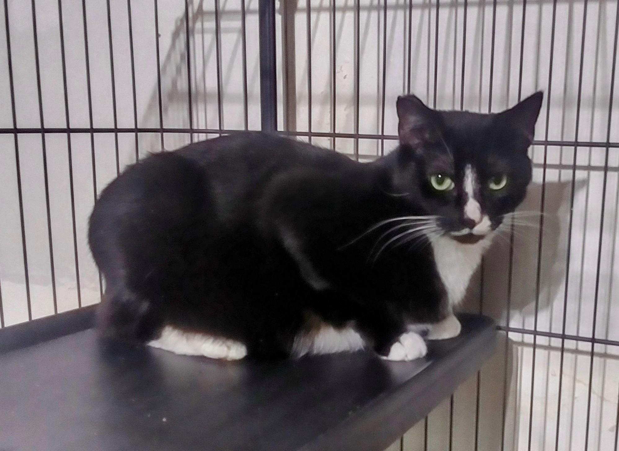 Moe - so sweet, a Adoptable Tuxedo in Bothell, WA image 5/6