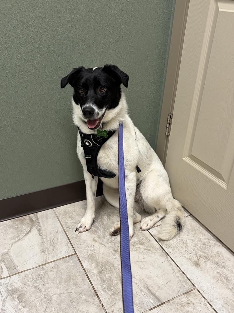 Enlarge Olive #1232, a ADOPTABLE Border Collie in Allen, TX image 1/6