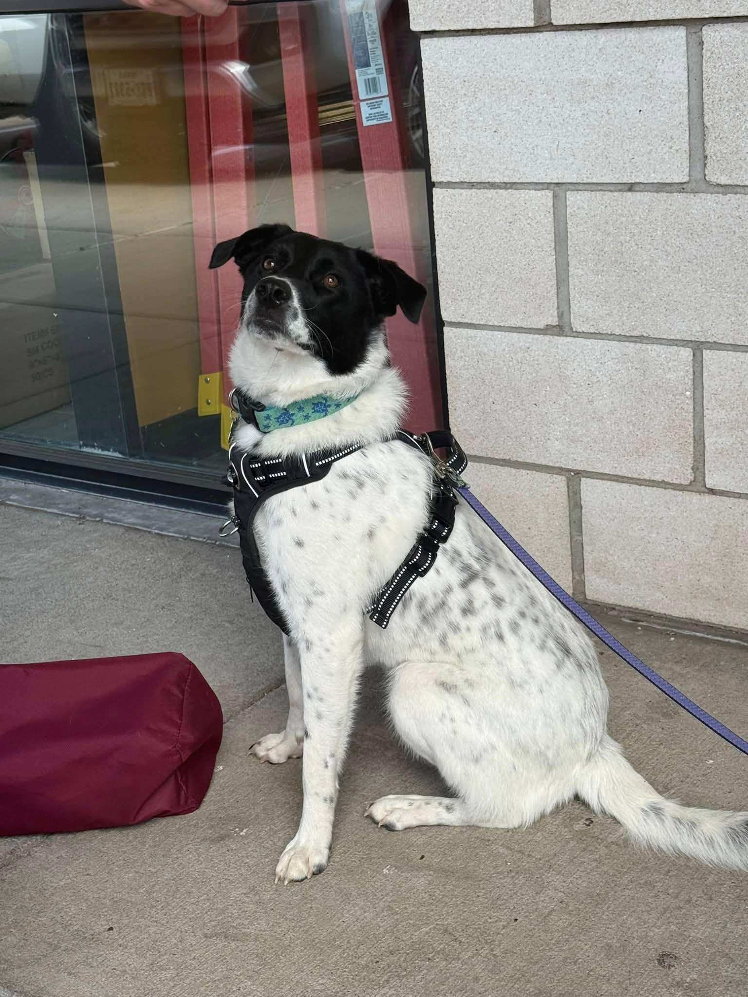 Enlarge Olive #1232, a ADOPTABLE Border Collie in Allen, TX image 1/6