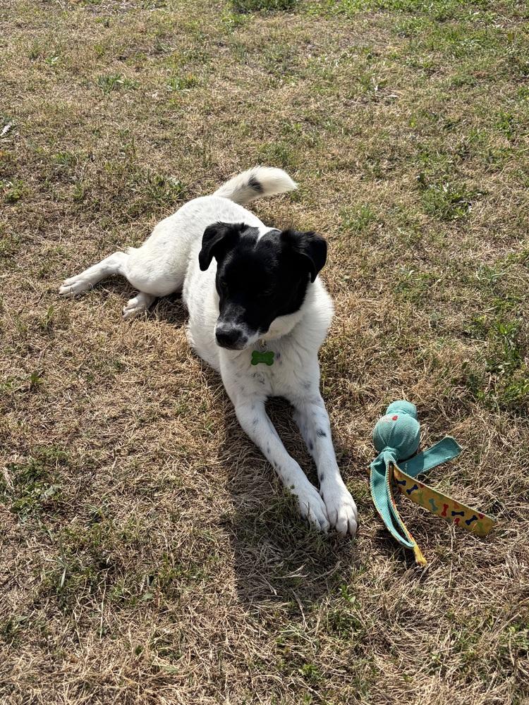 Enlarge Olive #1232, a ADOPTABLE Border Collie in Allen, TX image 3/6