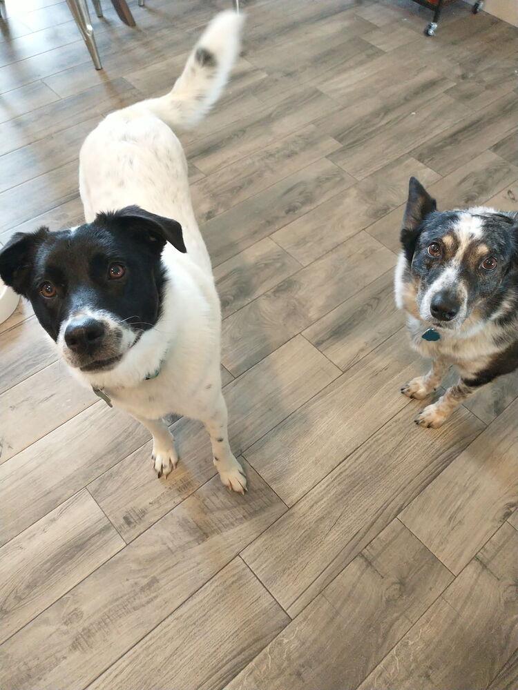 Enlarge Olive #1232, a ADOPTABLE Border Collie in Allen, TX image 4/6