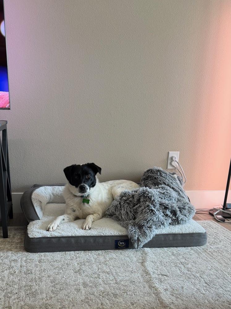 Enlarge Olive #1232, a ADOPTABLE Border Collie in Allen, TX image 2/6