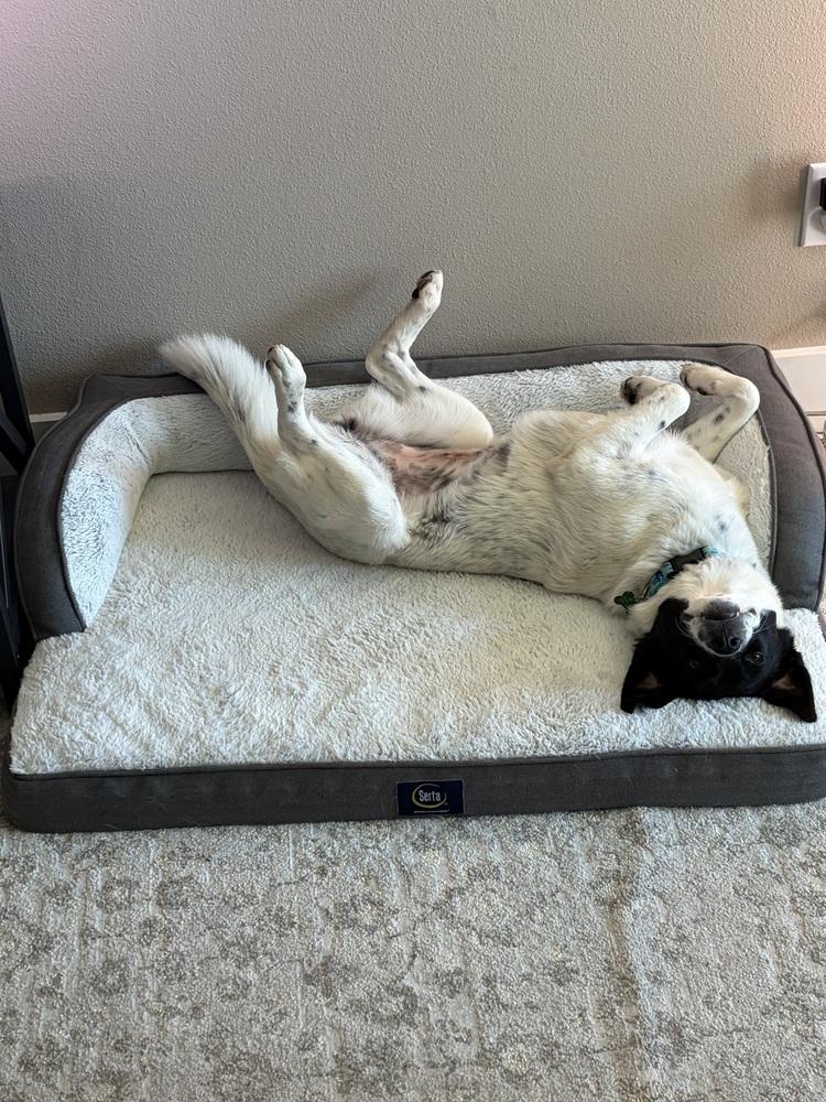 Enlarge Olive #1232, a ADOPTABLE Border Collie in Allen, TX image 6/6