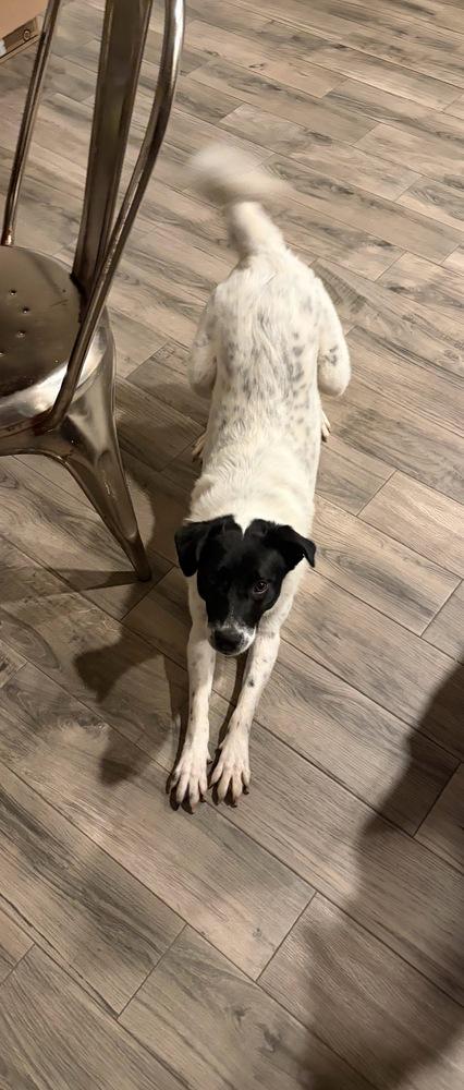 Enlarge Olive #1232, a ADOPTABLE Border Collie in Allen, TX image 5/6