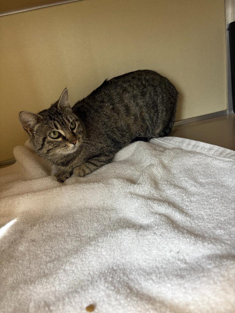 Lunair, ADOPTABLE, Kitten Female Domestic Short Hair.