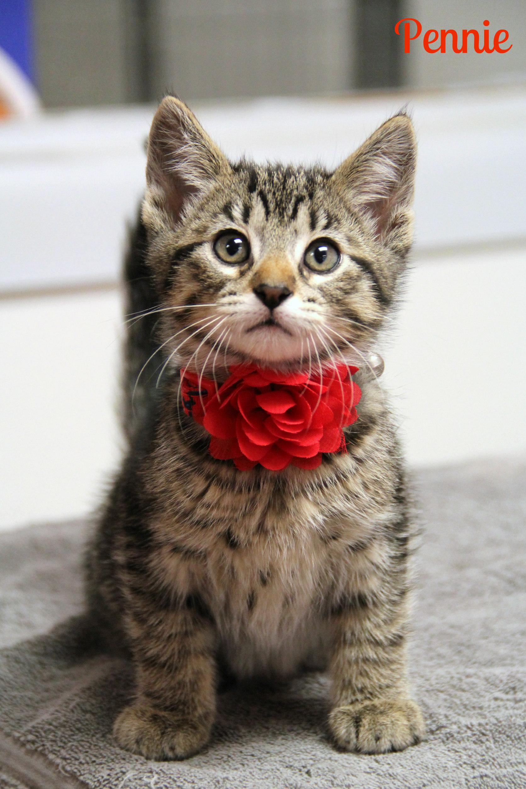 Pennie , ADOPTABLE, Kitten Female Domestic Short Hair.