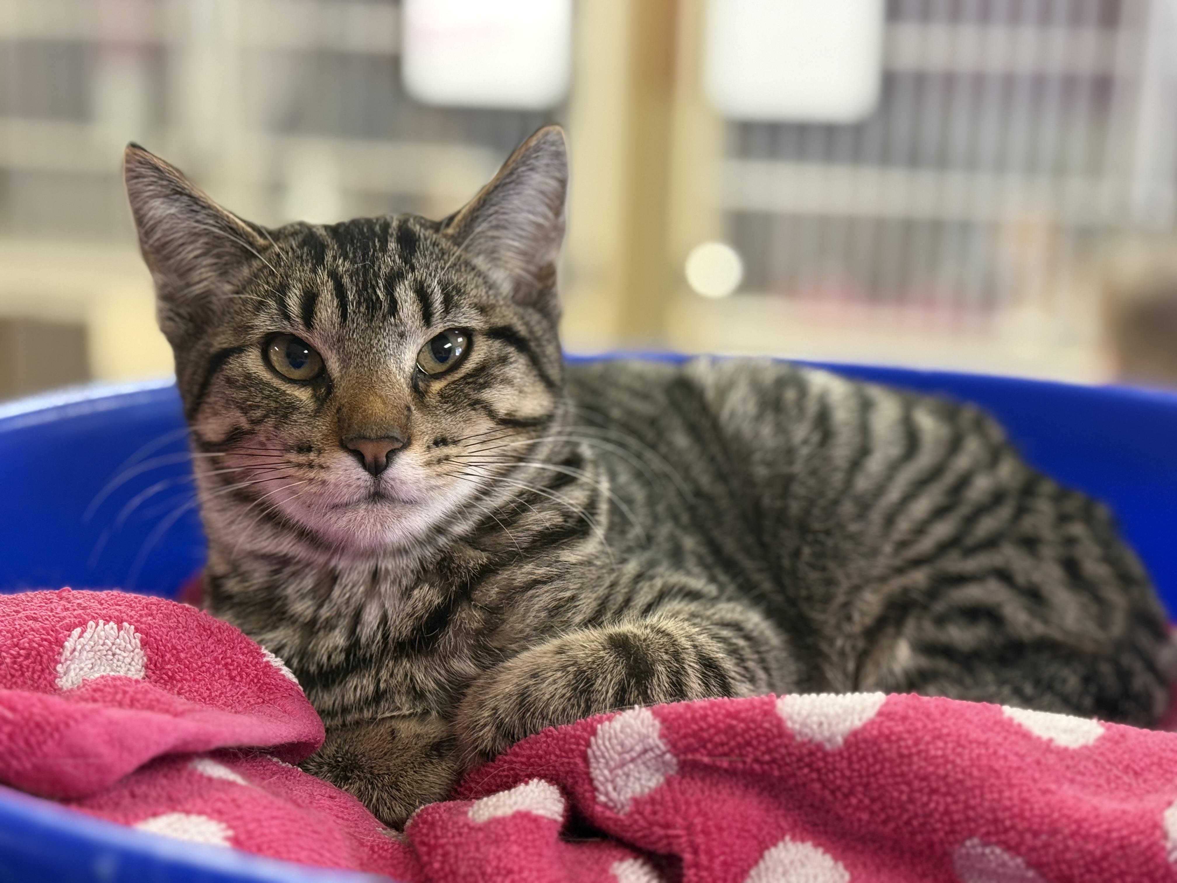 Pennie , ADOPTABLE, Kitten Female Domestic Short Hair.