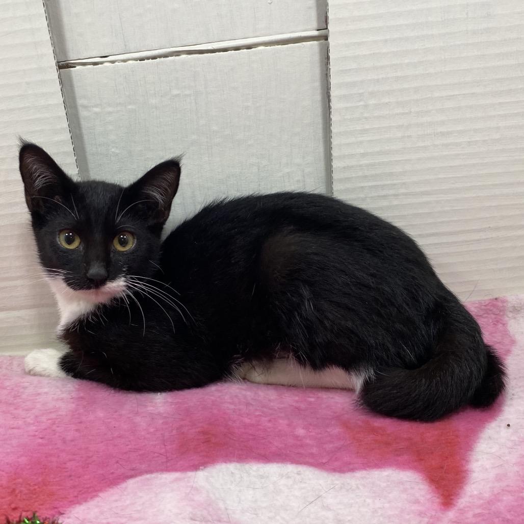 Henrietta — thumbnail 2