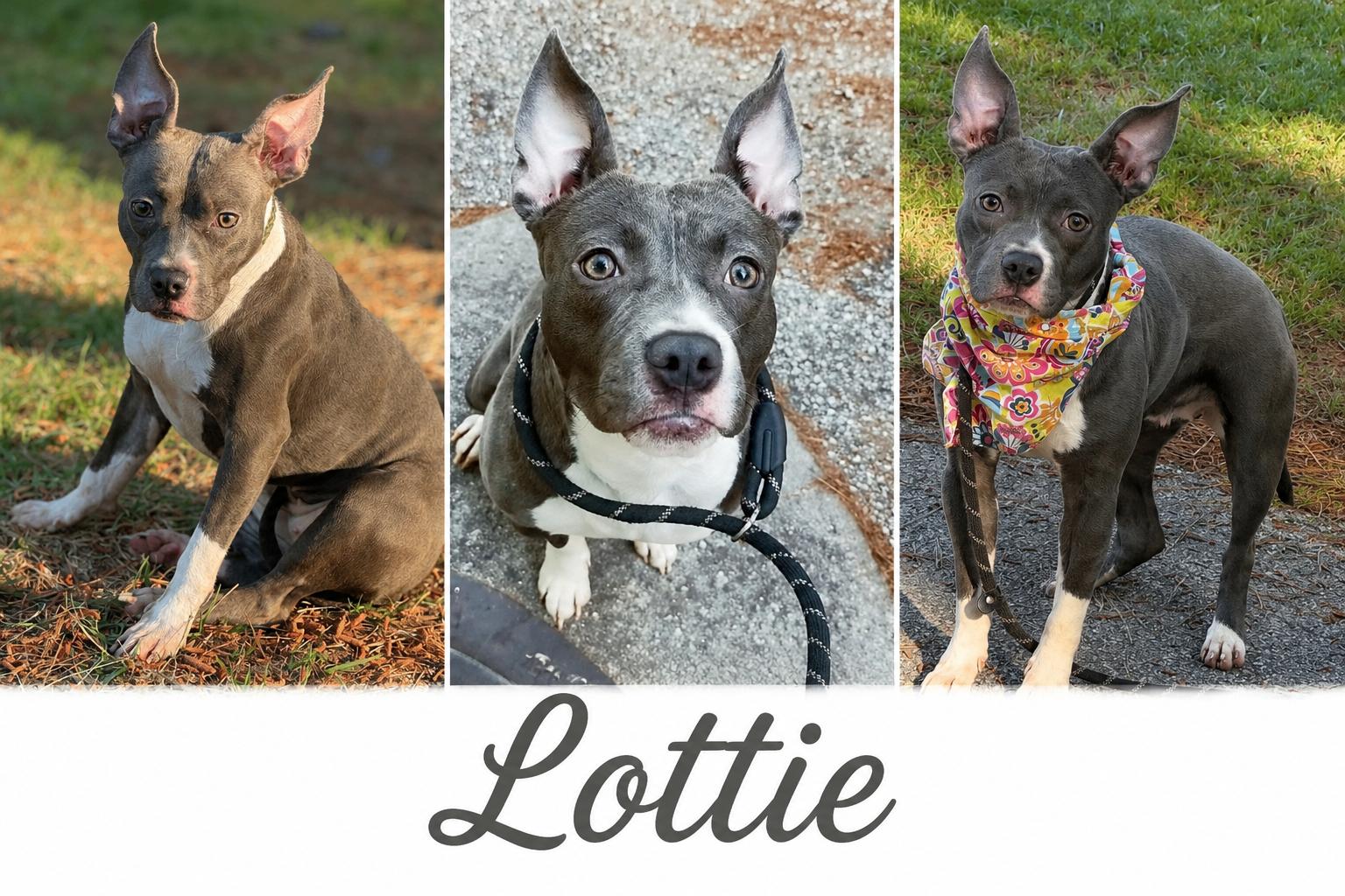 Lottie, Adopted, Young Female Boston Terrier & Pit Bull Terrier.