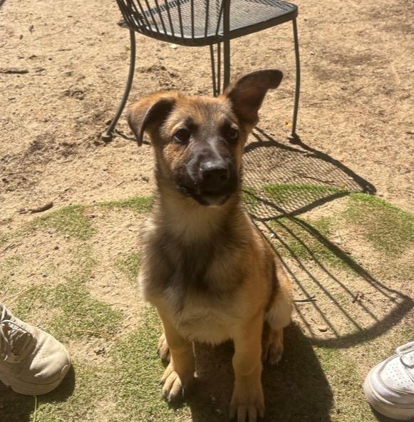 Enlarge Tony - 26132, a Adoptable mixed breed in Armonk, NY image 1/3