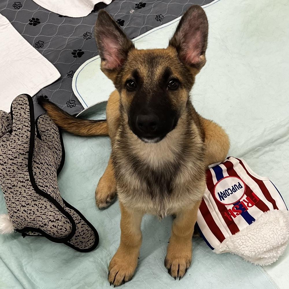 Enlarge Tony - 26132, a Adoptable mixed breed in Armonk, NY image 2/3