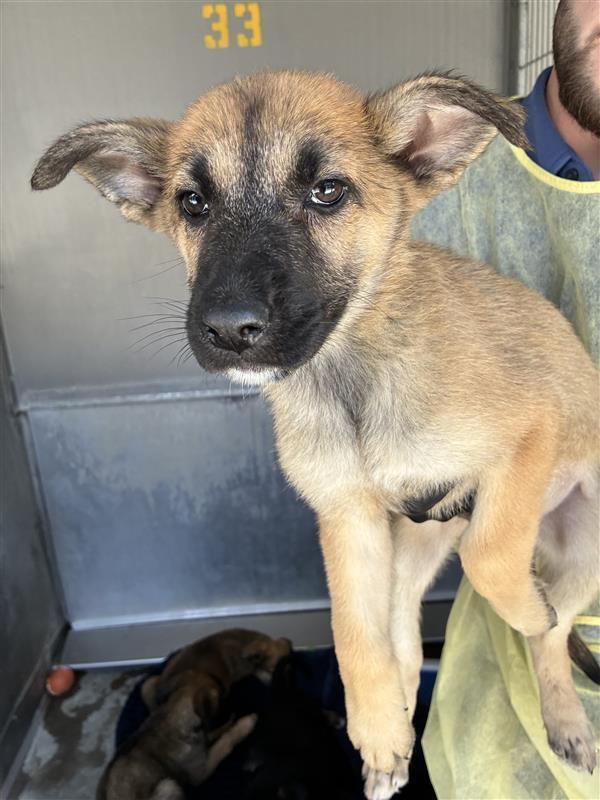 Enlarge Tony - 26132, a Adoptable mixed breed in Armonk, NY image 3/3