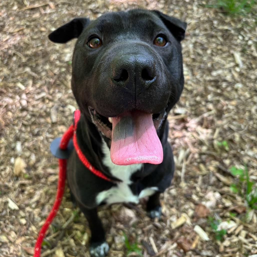 Bandita, Adoptable, Adult Female Shar-Pei & Black Labrador Retriever.