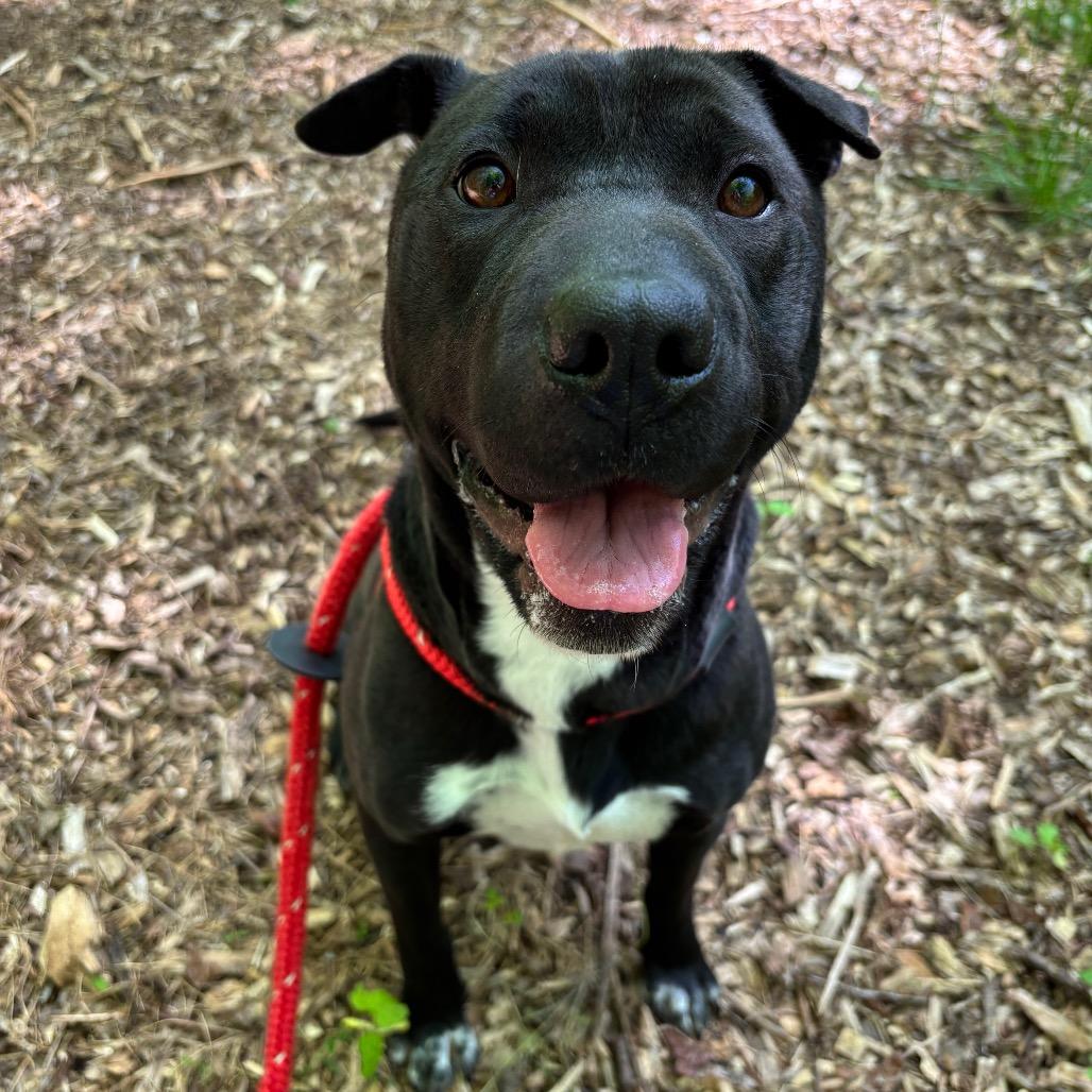 Bandita, a Adoptable mixed breed in Chattanooga, TN image 2/5