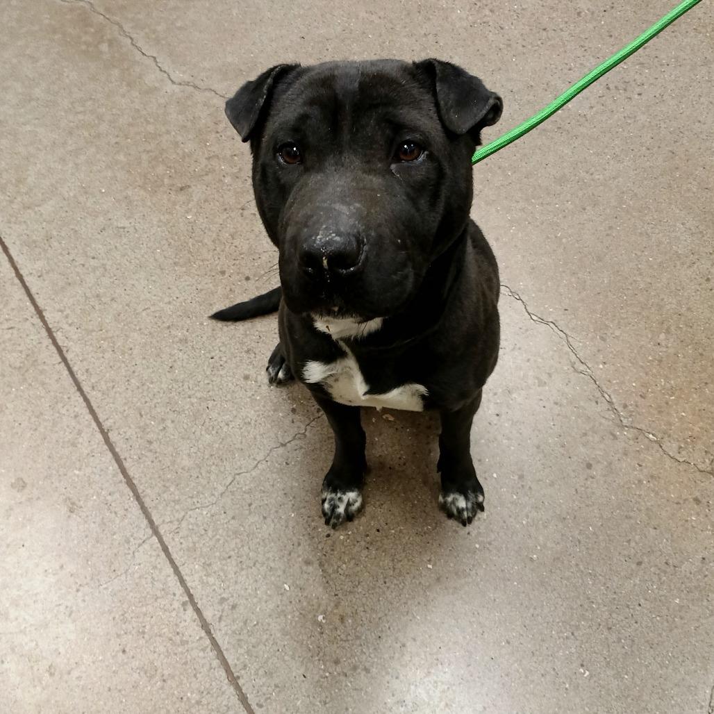 Bandita, a Adoptable mixed breed in Chattanooga, TN image 3/5