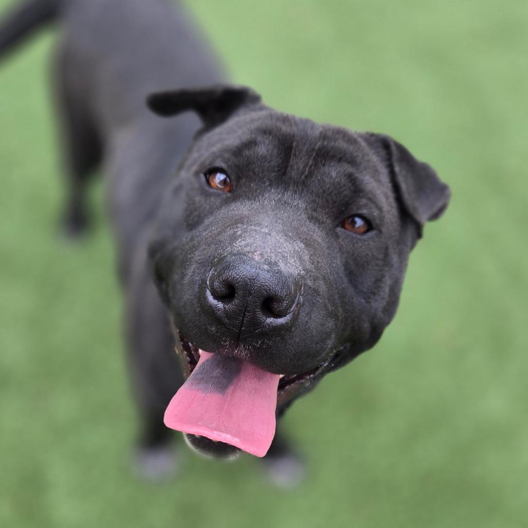 Bandita, a Adoptable mixed breed in Chattanooga, TN image 4/5