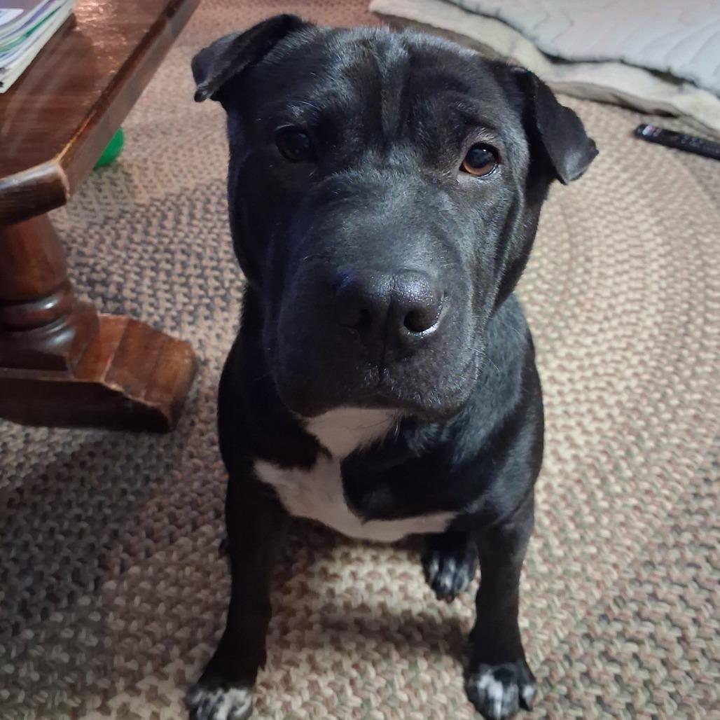 Bandita, a Adoptable mixed breed in Chattanooga, TN image 5/6