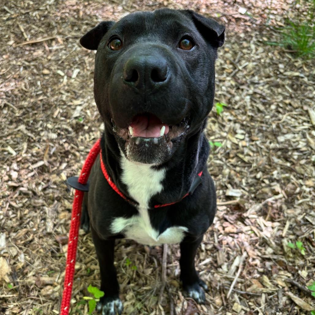 Bandita, a Adoptable mixed breed in Chattanooga, TN image 5/5
