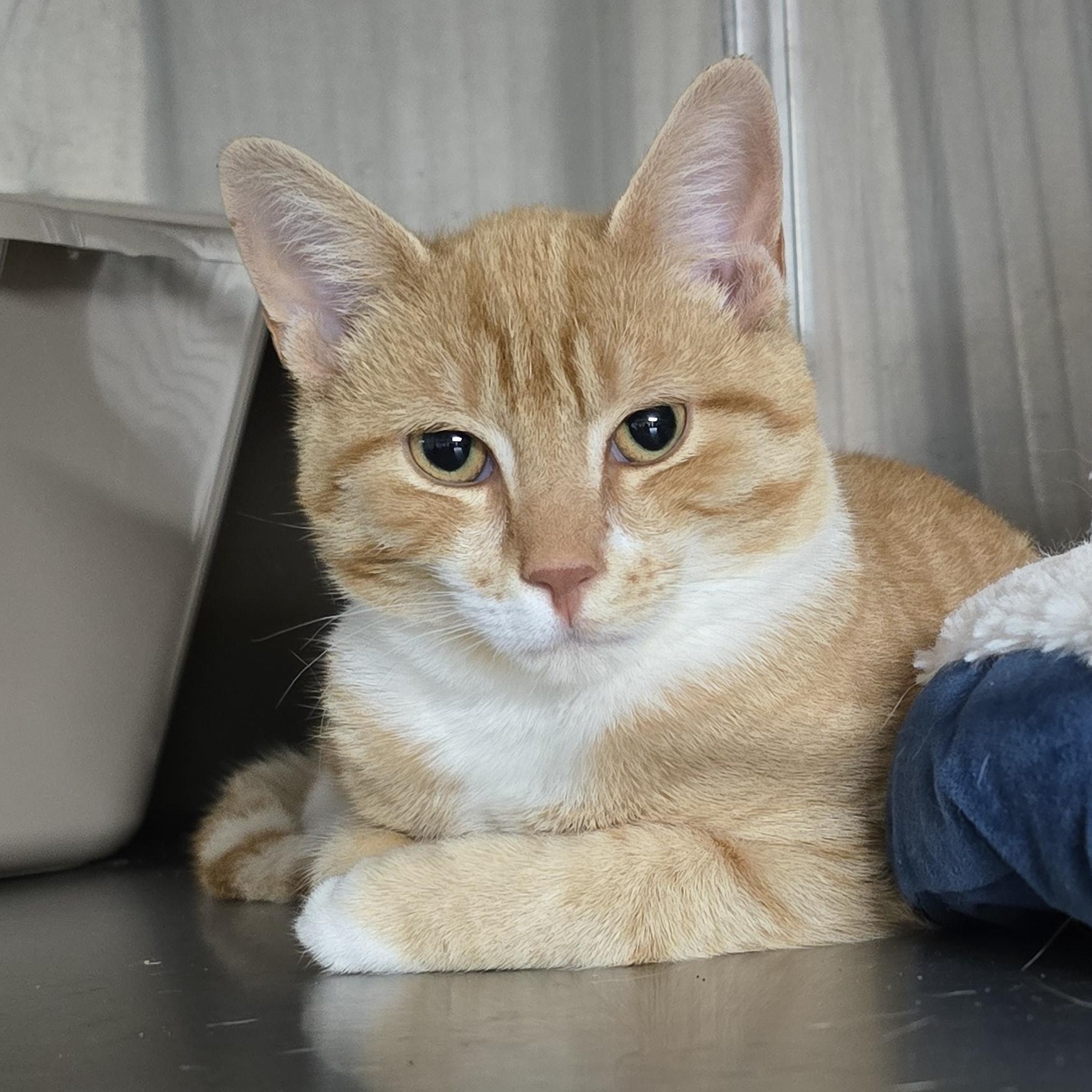Chia, adopted, Young Male Domestic Short Hair.