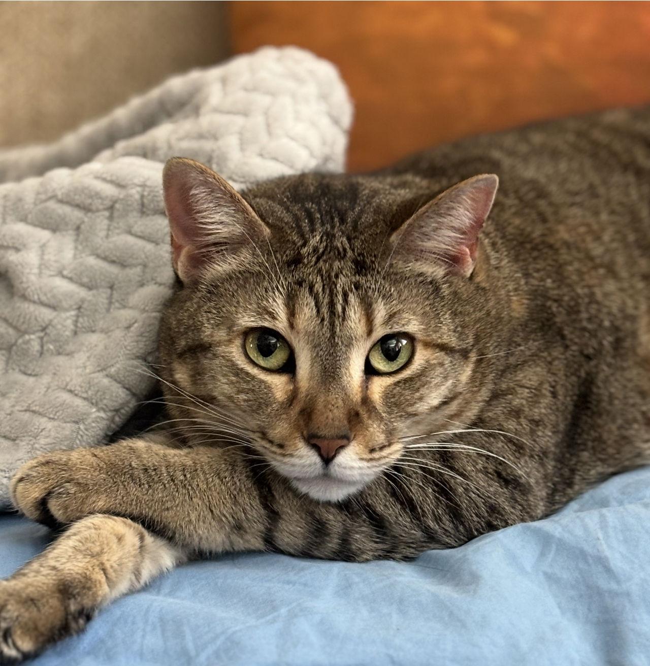 Enlarge Joey, a Adopted mixed breed in Cypress, TX image 1/1