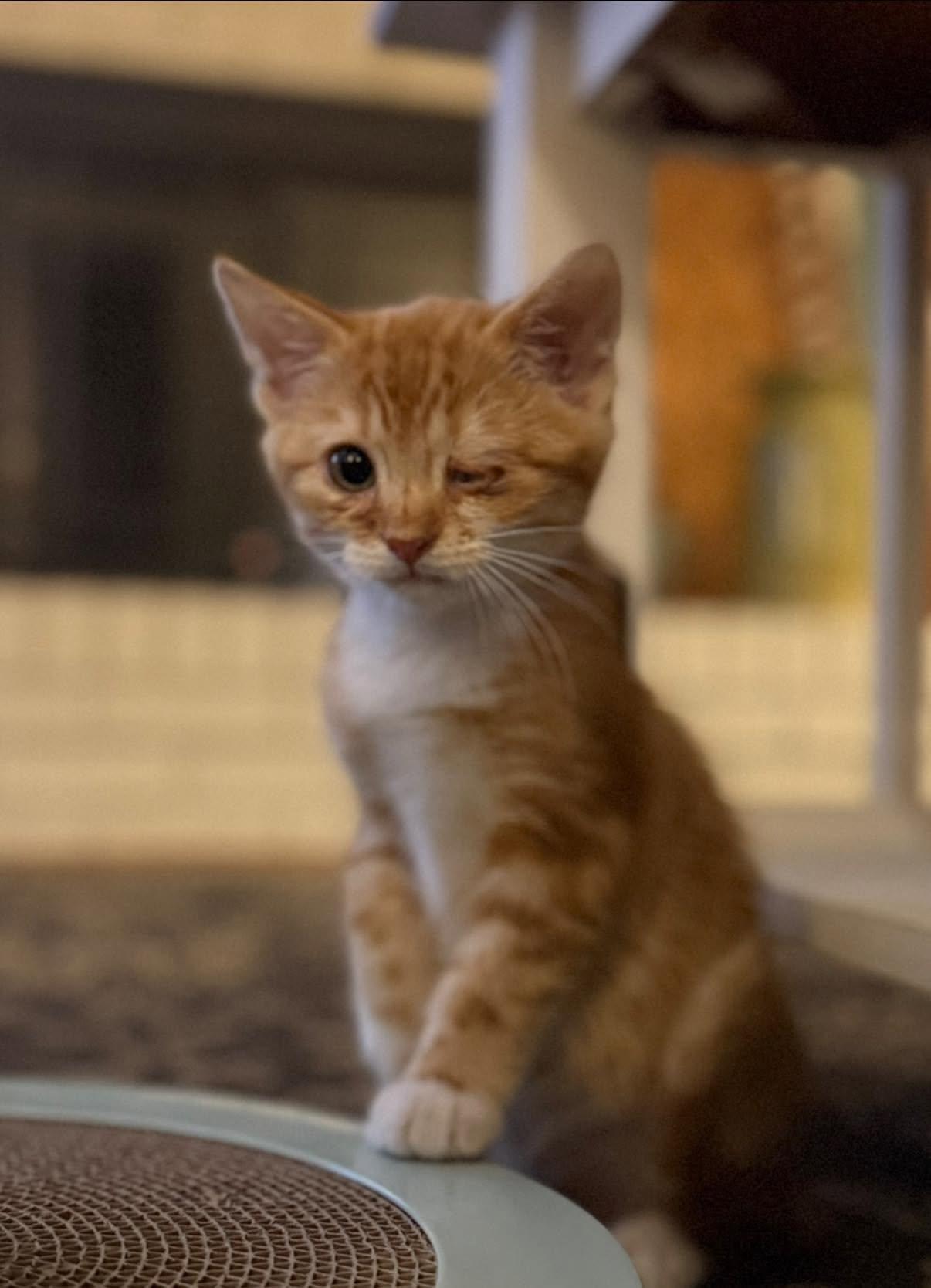 George (ID 51841), adopted, Kitten Male Domestic Short Hair.