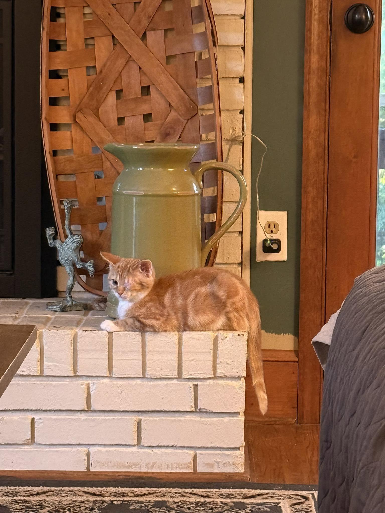 George (ID 51841), an adopted Domestic Short Hair in Manassas, VA image 5/6