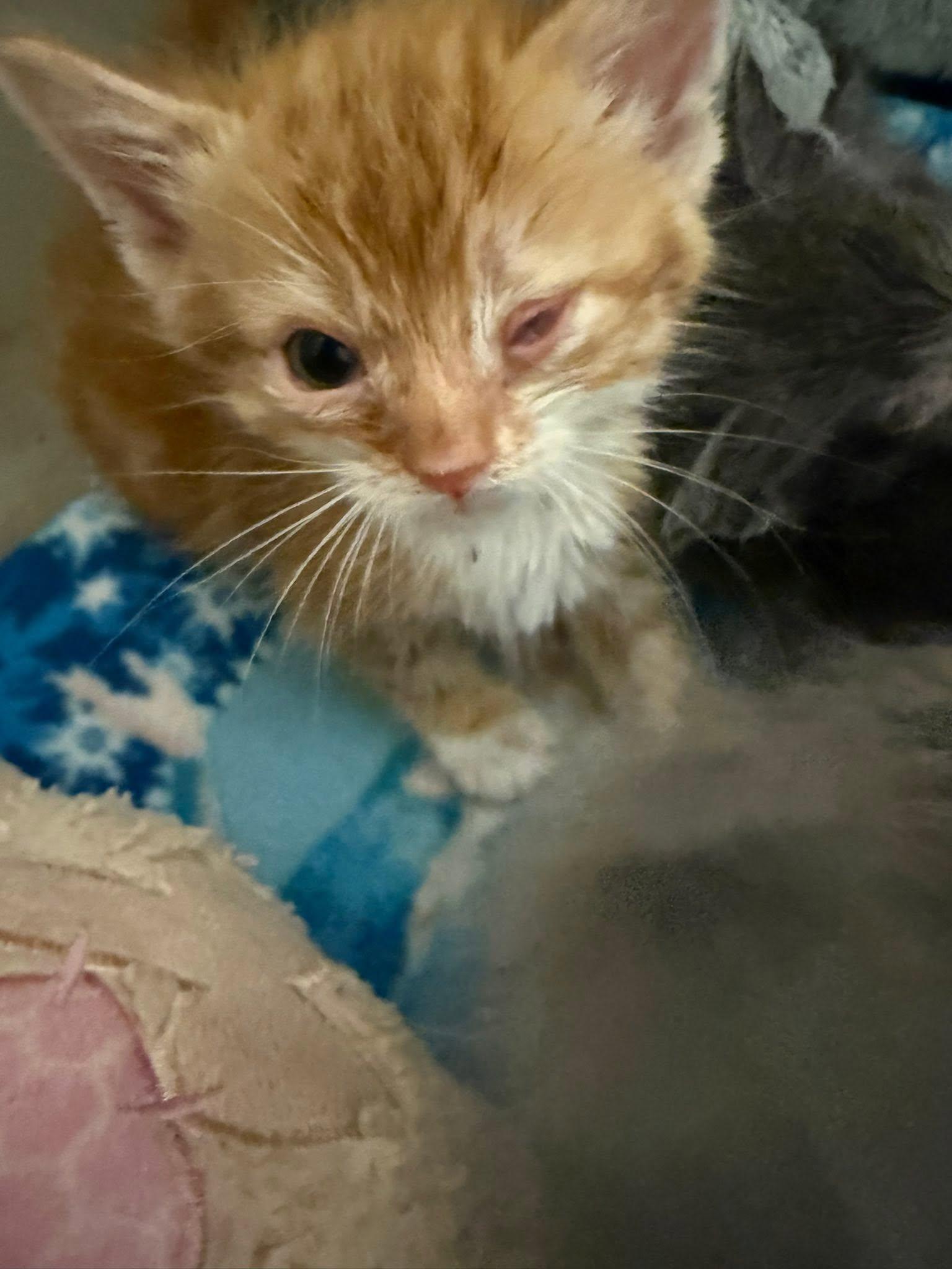 George (ID 51841), an adopted Domestic Short Hair in Manassas, VA image 4/6