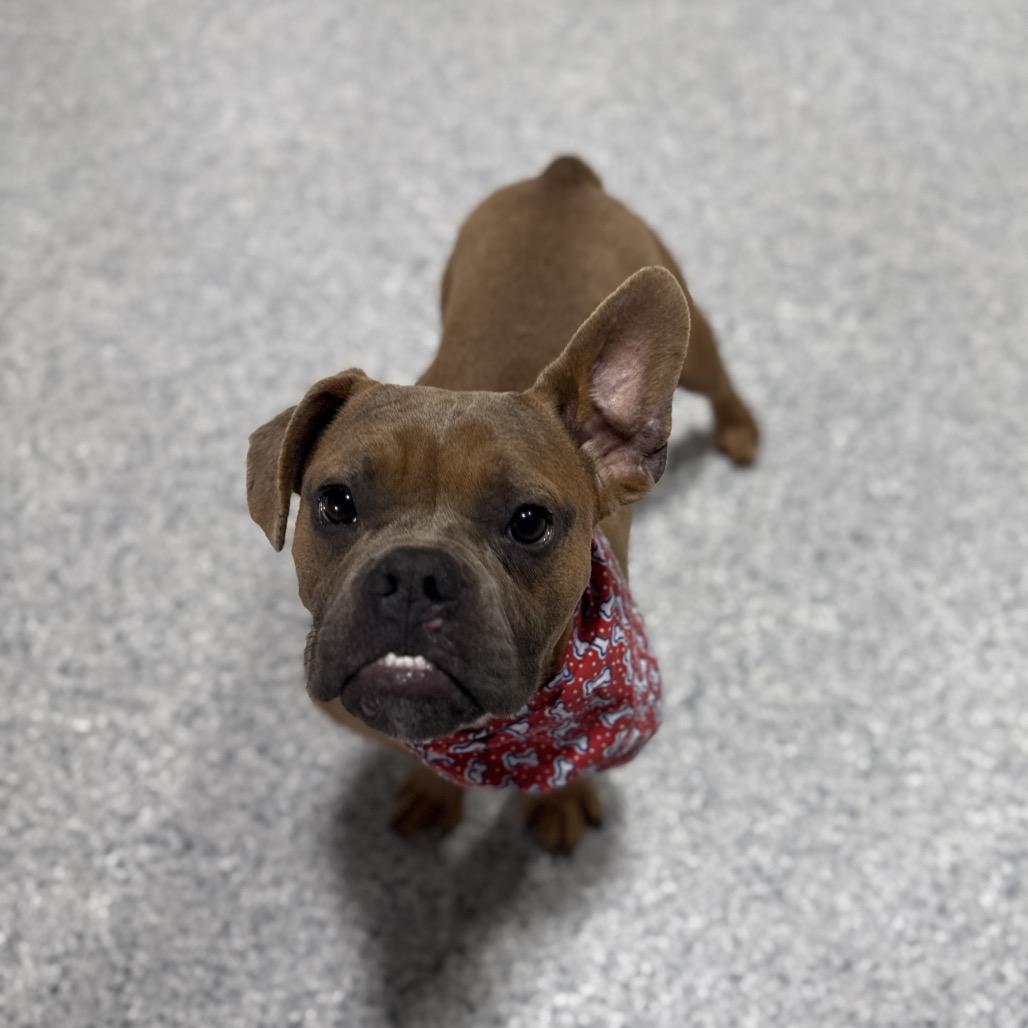 Biff, Adoptable, Adult Male French Bulldog.