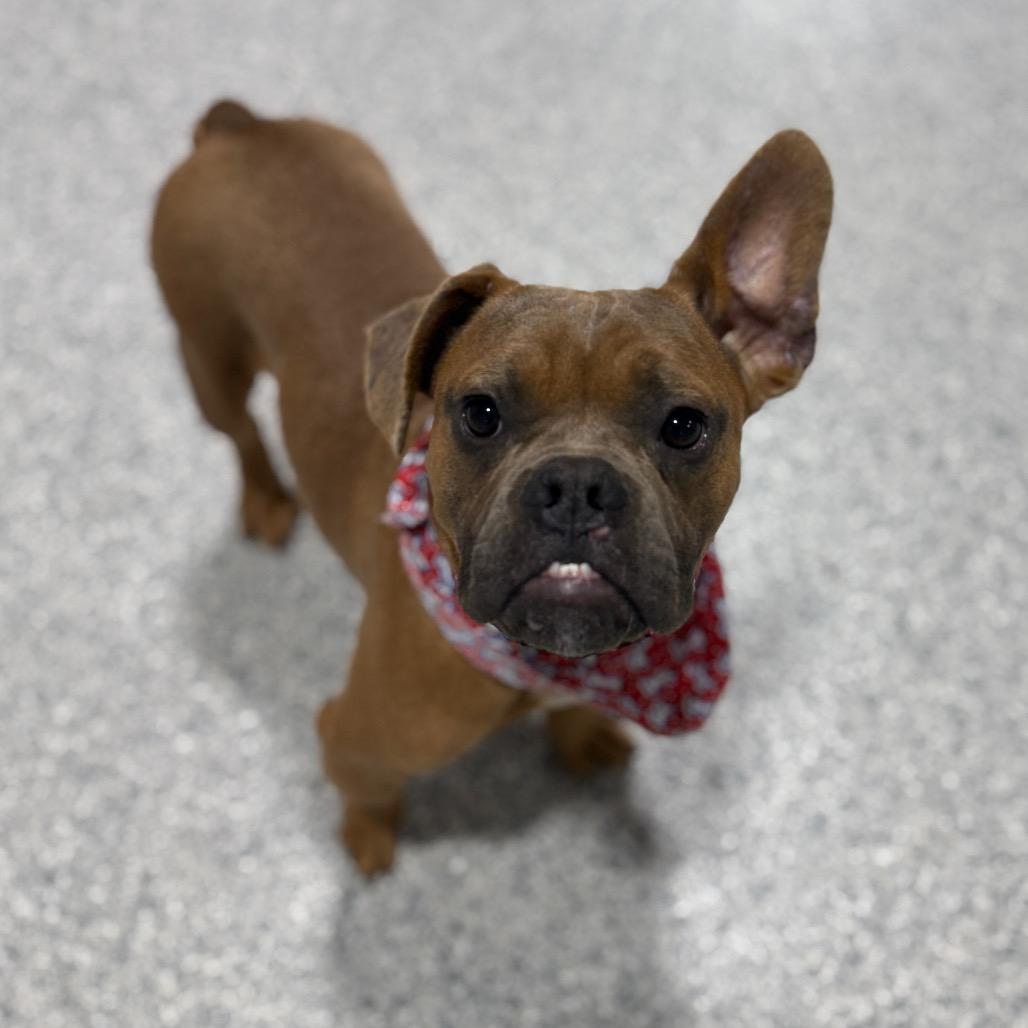 Enlarge Biff, a Adoptable French Bulldog in Newberg, OR image 2/6