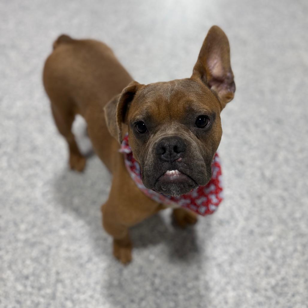 Enlarge Biff, a Adoptable French Bulldog in Newberg, OR image 3/6
