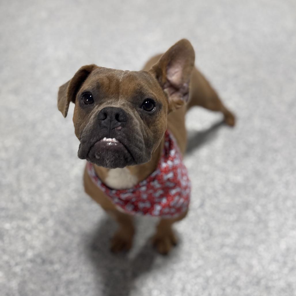 Enlarge Biff, a Adoptable French Bulldog in Newberg, OR image 4/6
