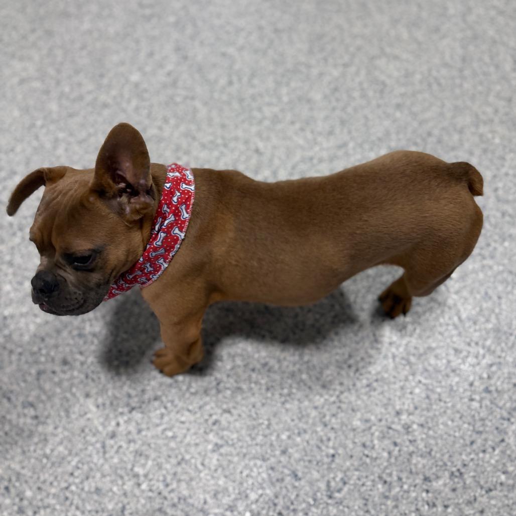 Enlarge Biff, a Adoptable French Bulldog in Newberg, OR image 5/6