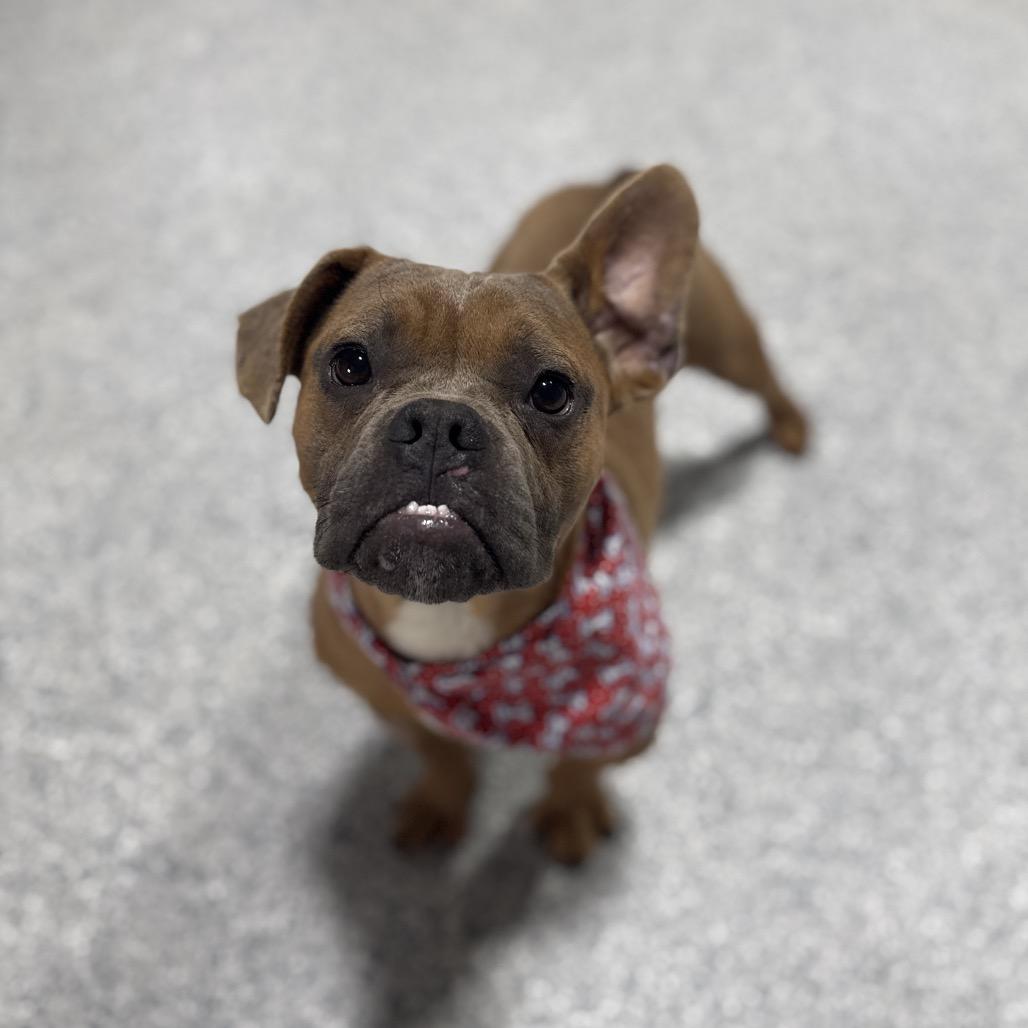 Enlarge Biff, a Adoptable French Bulldog in Newberg, OR image 6/6