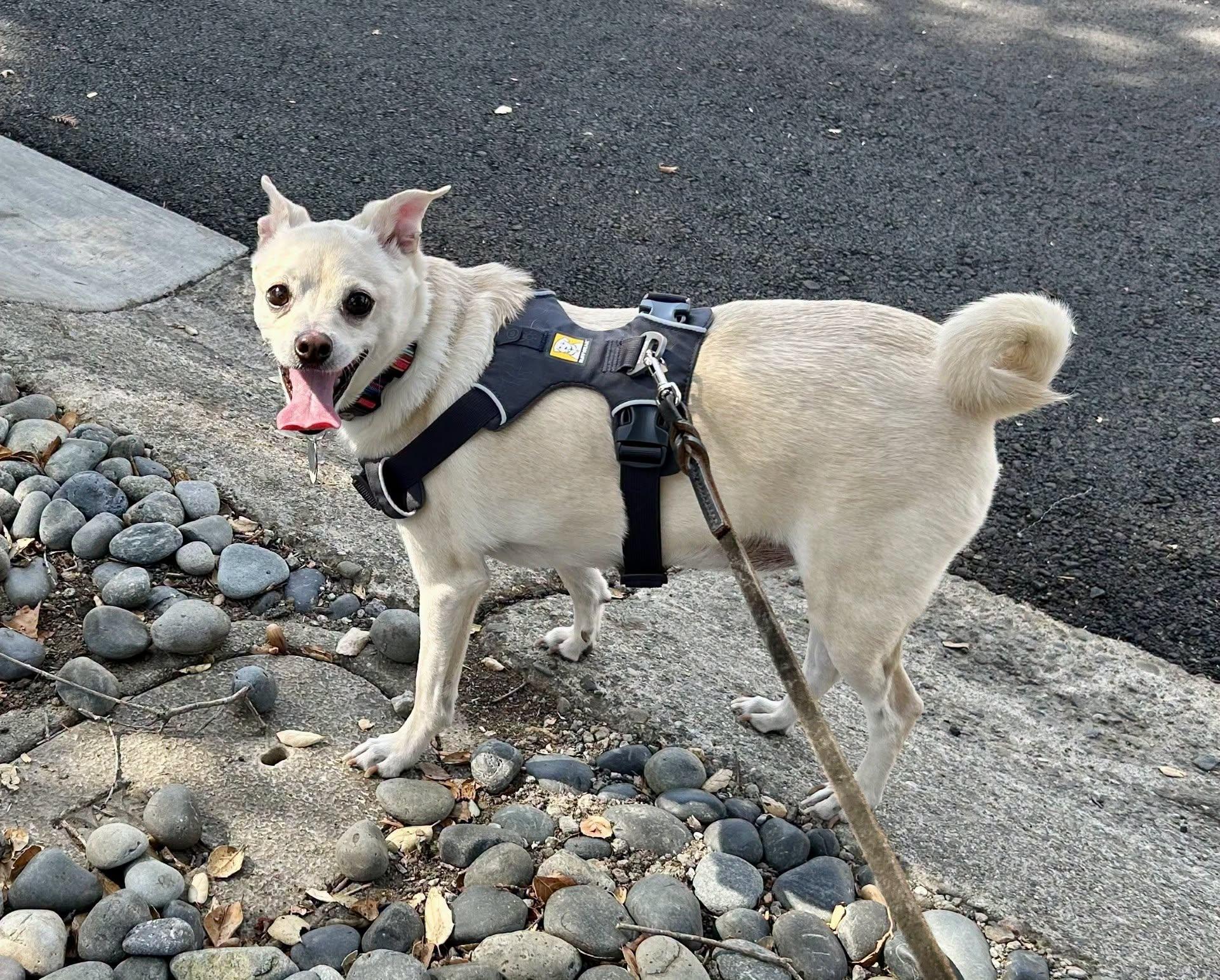 Enlarge Bodhi, a Adoptable mixed breed in Livermore, CA image 1/4