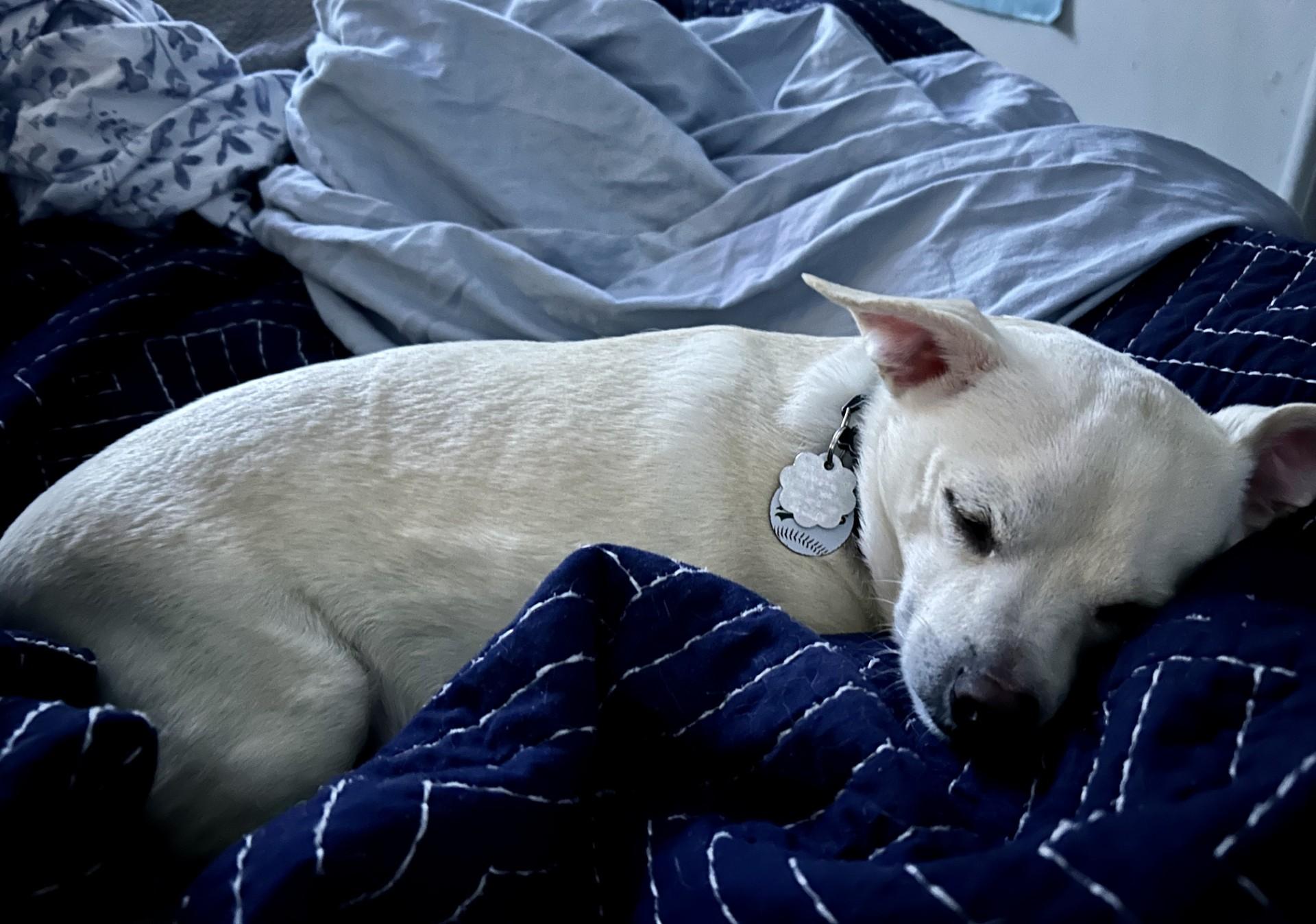Enlarge Bodhi, a Adoptable mixed breed in Livermore, CA image 2/4