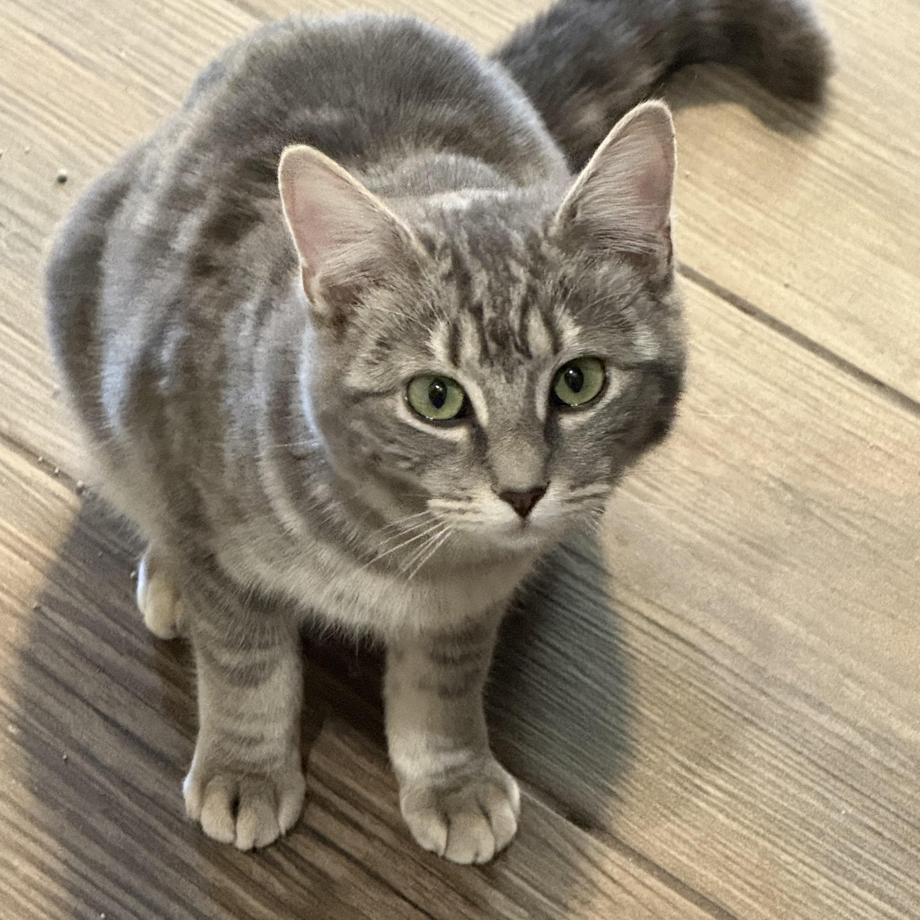 Piper and Cherokee (F), a Adoptable mixed breed in Prescott, AZ image 2/5