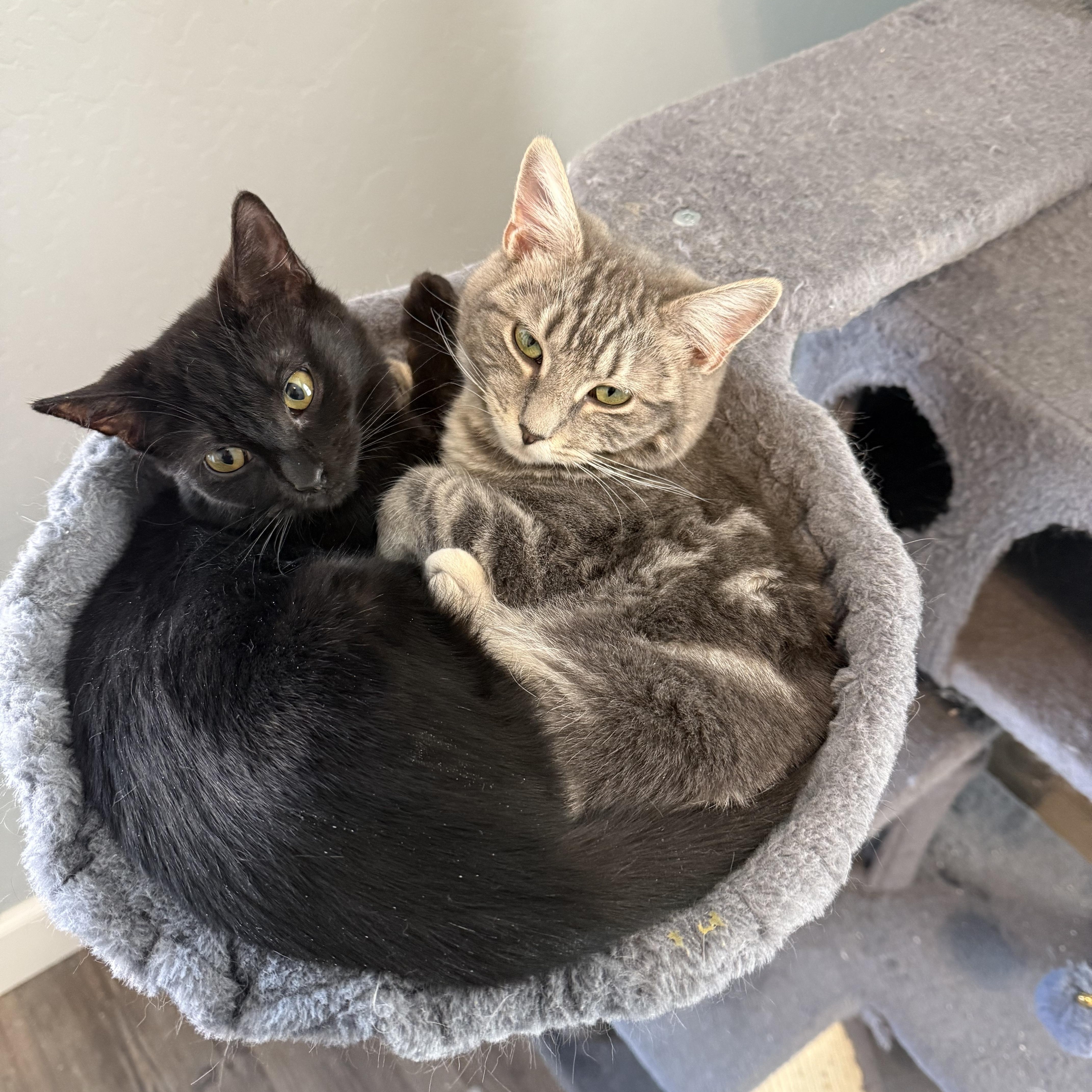 Piper and Cherokee (F), Adoptable, Kitten Female Domestic Short Hair.