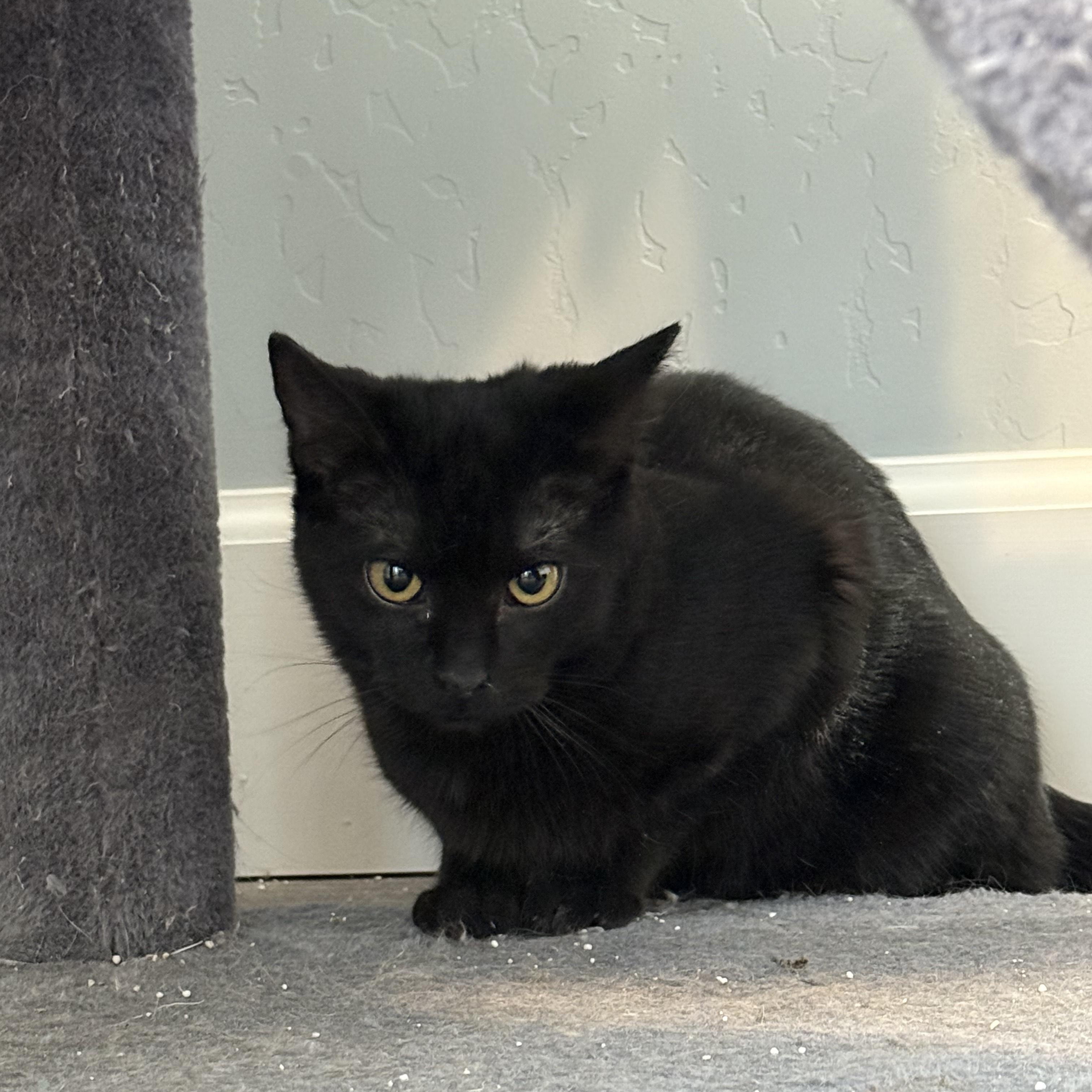 Piper and Cherokee (F), Adoptable, Kitten Female Domestic Short Hair.