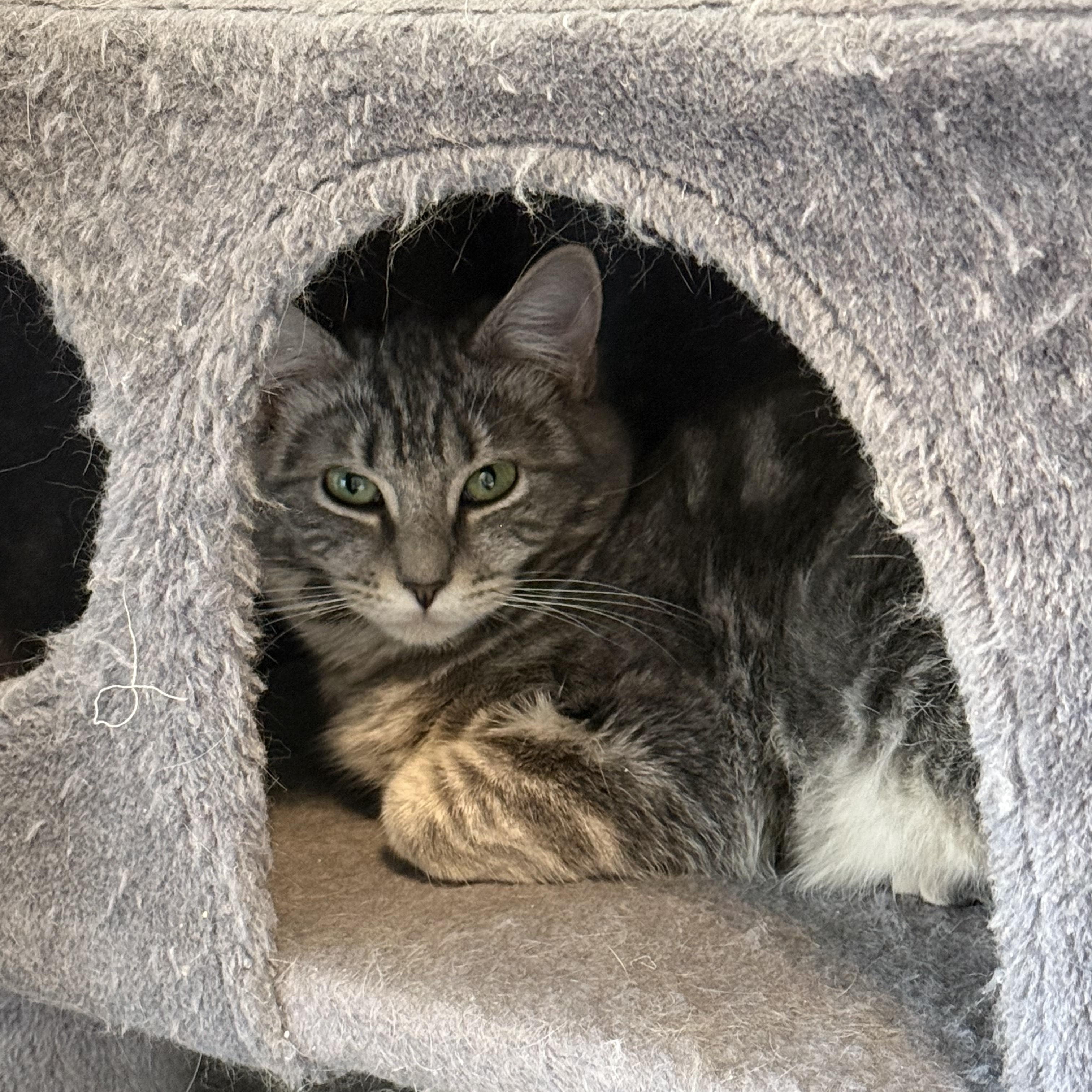 Piper and Cherokee (F), a Adoptable mixed breed in Prescott, AZ image 4/5