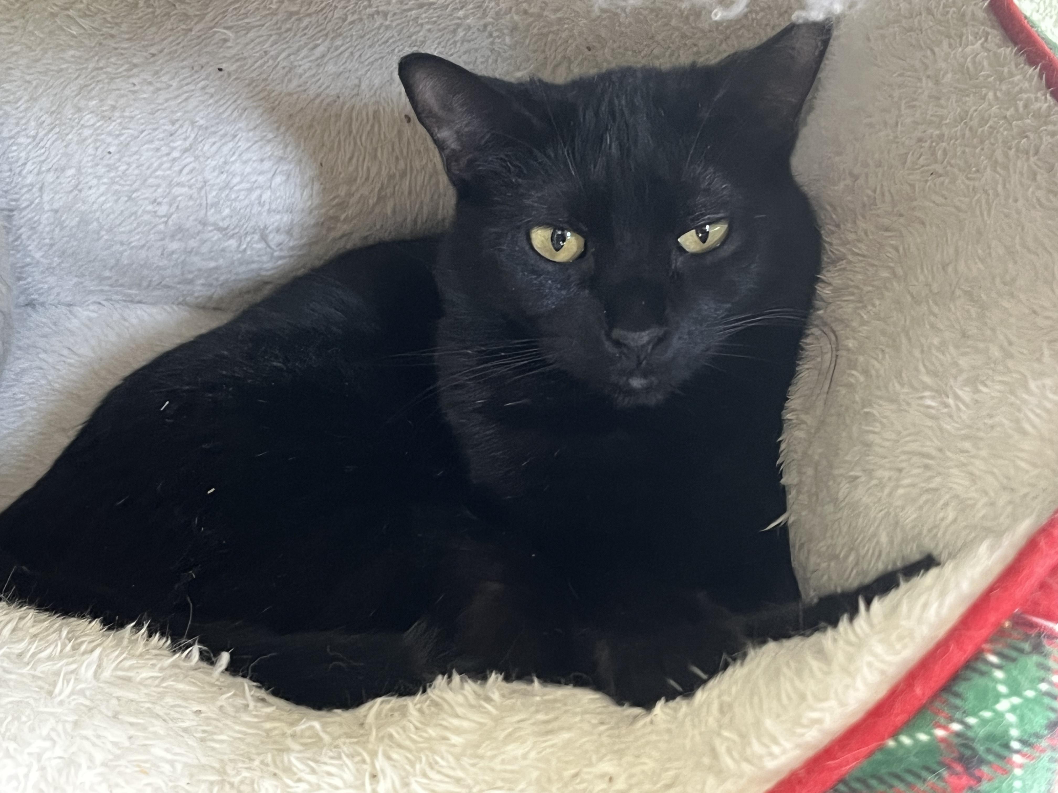 Enlarge Piper, a Adoptable mixed breed in Prescott, AZ image 3/5