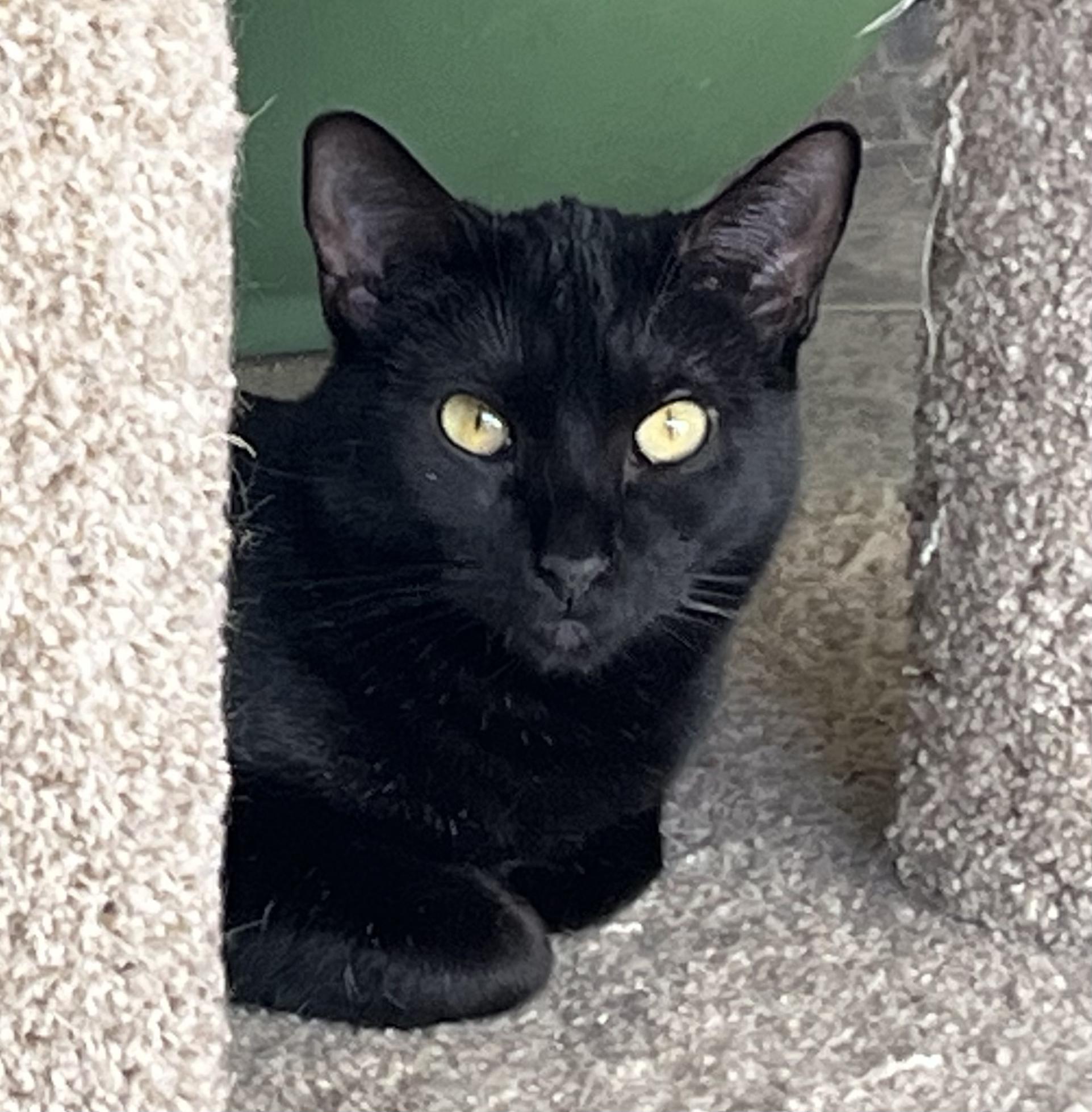 Enlarge Piper, a Adoptable mixed breed in Prescott, AZ image 5/5