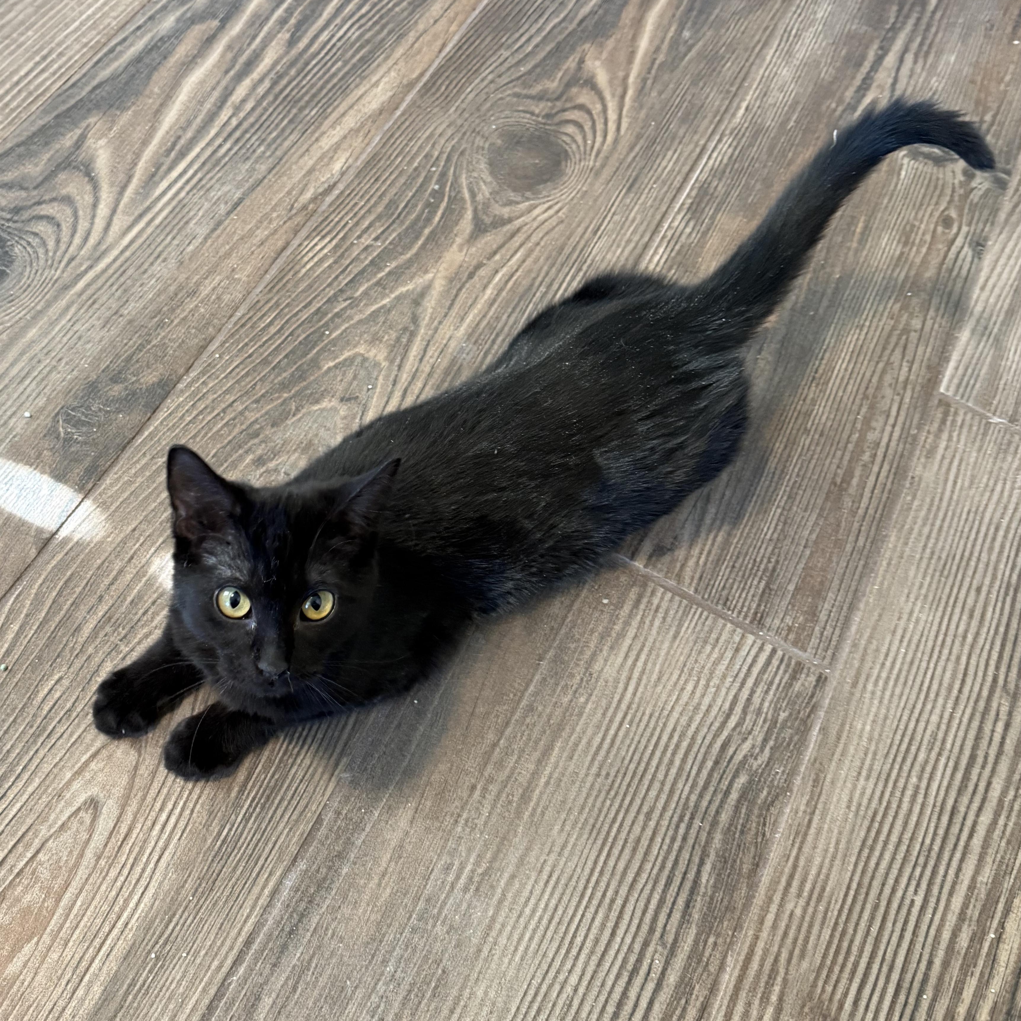 Piper and Cherokee (F), a Adoptable mixed breed in Prescott, AZ image 5/5