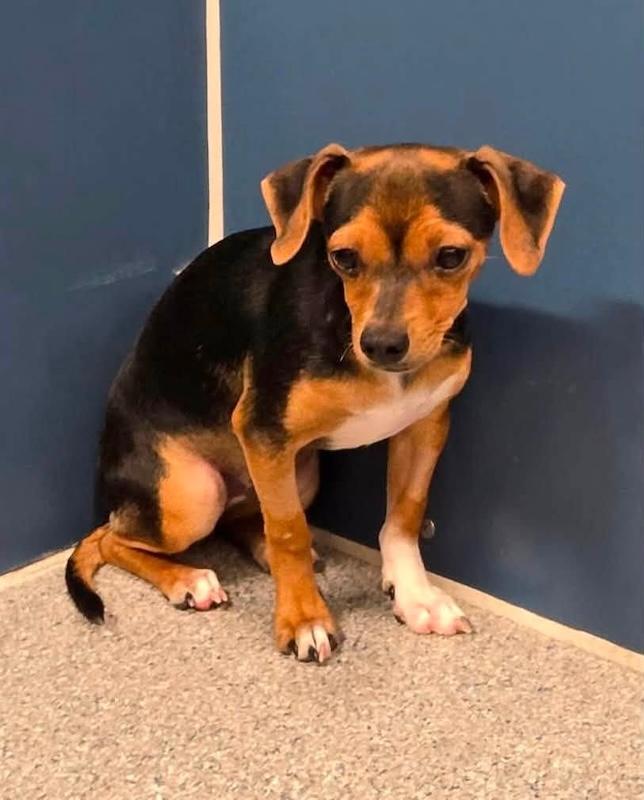 Enlarge Cherry, a ADOPTABLE Mixed Breed in Chino valley, AZ image 2/6