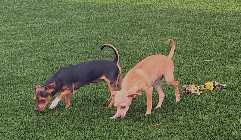 Enlarge Cherry, a ADOPTABLE Mixed Breed in Chino valley, AZ image 6/6